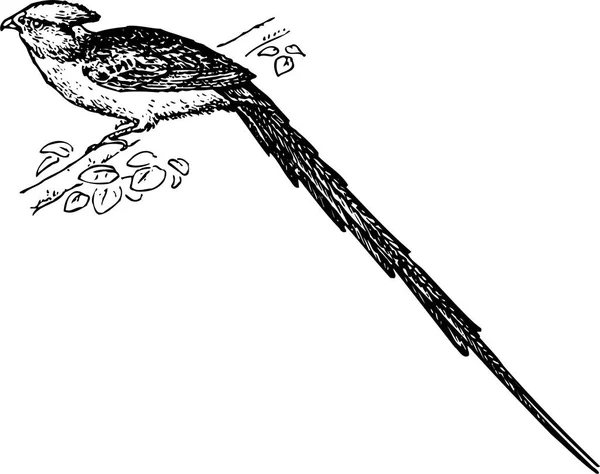 Moderní Vektorová Ilustrace Ptáka — Stockový vektor