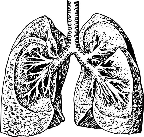 Modern Vector Illustration Lungs — Stock Vector