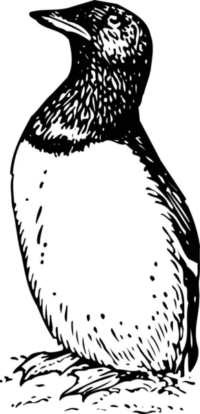Zwart Wit Illustratie Van Een Vogel — Stockvector