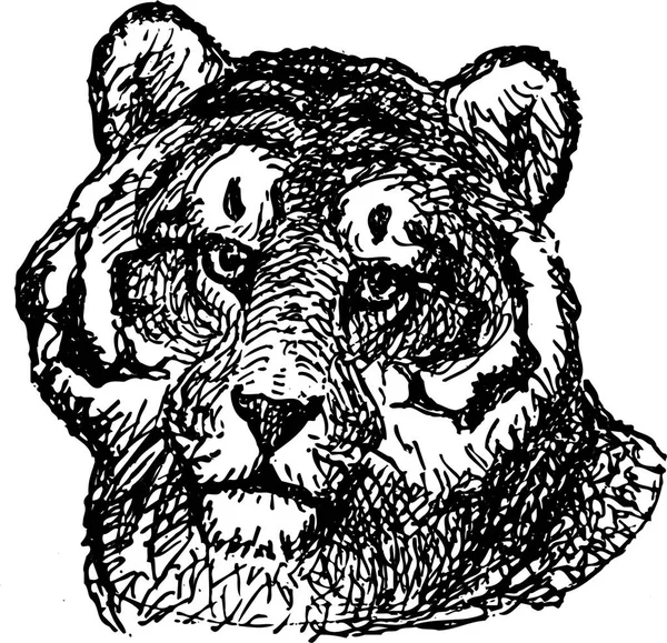 Тигр Сучасні Векторні Ілюстрації — стоковий вектор