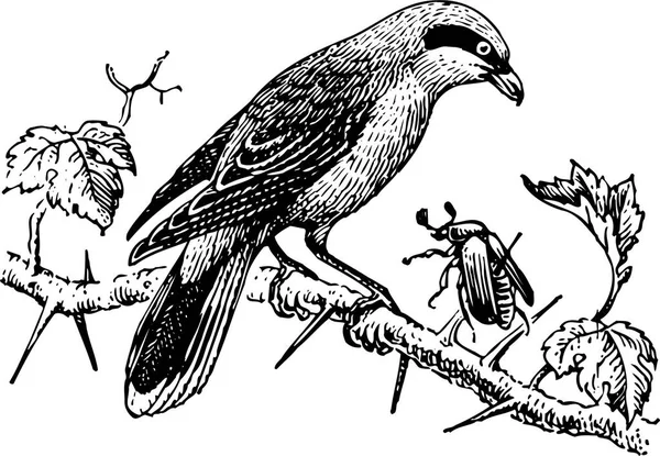 Vector Zwart Wit Illustratie Van Vogel — Stockvector