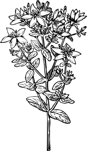 Ręcznie Rysowane Czarno Białe Kwiaty Ilustracja Wektora — Wektor stockowy