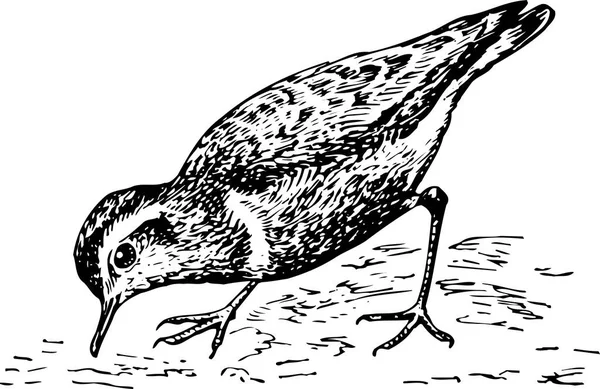 Zwart Wit Illustratie Van Vogel — Stockvector