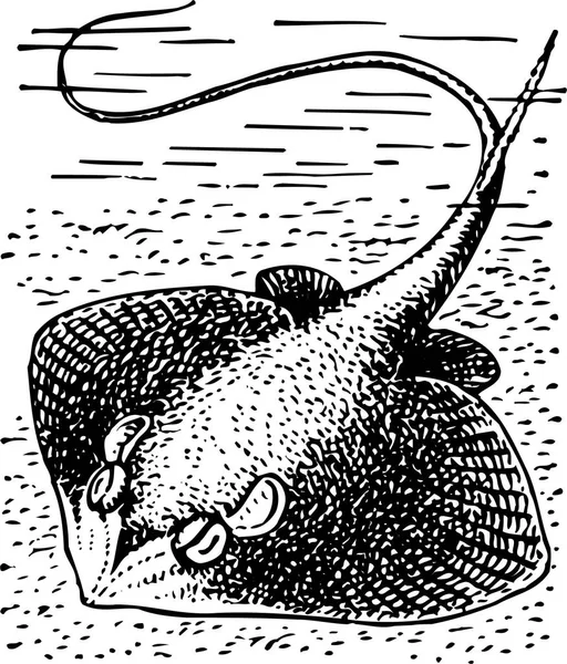Černá Bílá Ilustrace Ryb — Stockový vektor