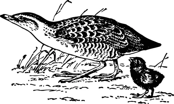 Черно Белые Птицы Современные Векторные Иллюстрации — стоковый вектор