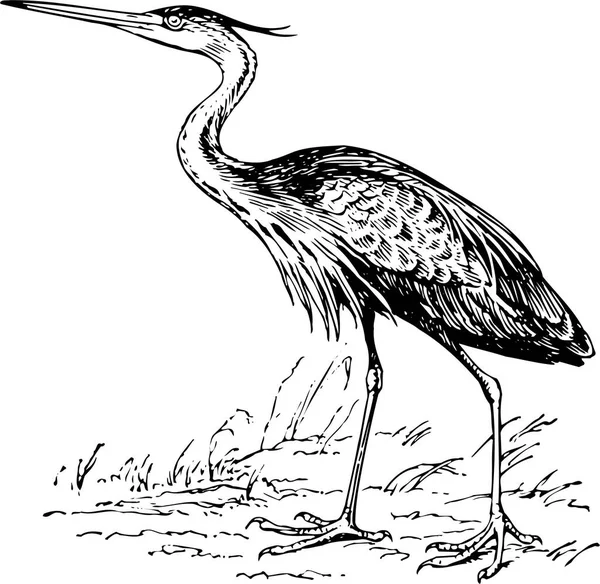 Illustrazione Vettoriale Bianco Nero Dell Uccello — Vettoriale Stock