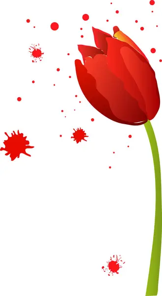 Tulipán Rojo Sobre Fondo Blanco — Vector de stock