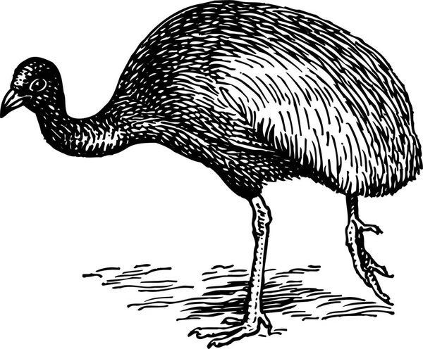 Vektor Illustration Fågeln — Stock vektor