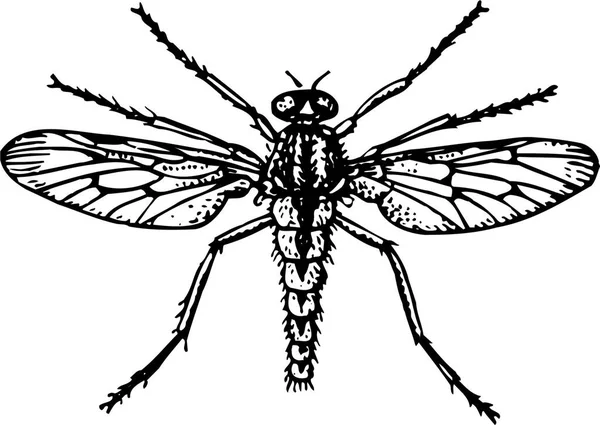 Dragonfly Witte Achtergrond — Stockvector