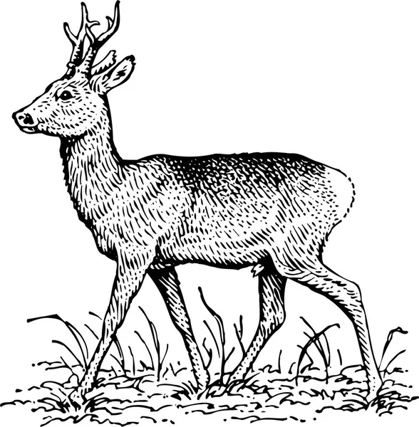 Deer Forest — Stock Vector