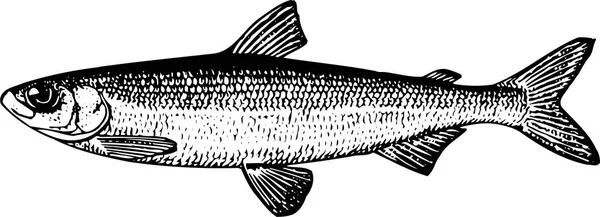 Vektorzeichnung Eines Fisches — Stockvektor