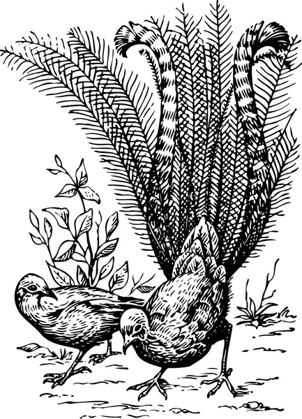 Ilustración Vectorial Blanco Negro Aves — Vector de stock