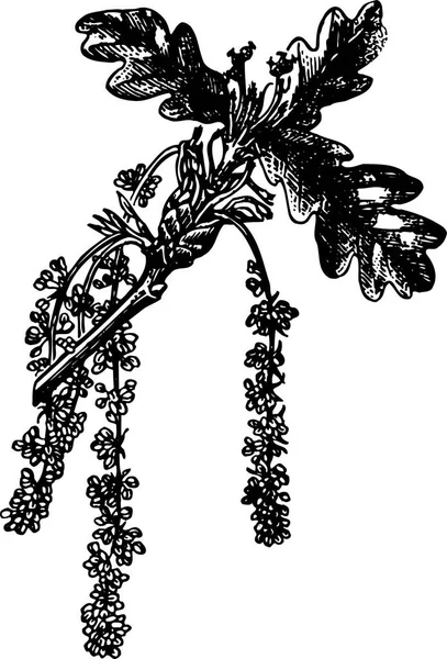 黒インクと白の背景を持つ植物のイラスト — ストックベクタ