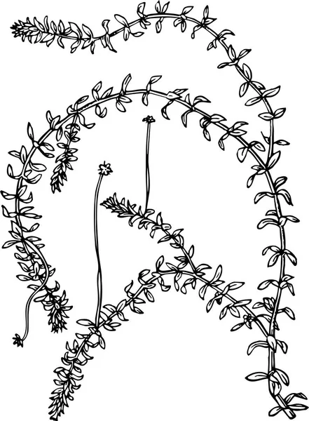 Vector Floral Μαύρα Άσπρα Λουλούδια Σχέδιο Λουλουδιών Ζωγραφισμένο Στο Χέρι — Διανυσματικό Αρχείο