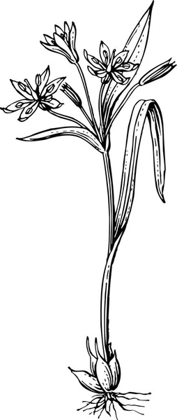 Flores Planta Ilustración Vectorial — Archivo Imágenes Vectoriales