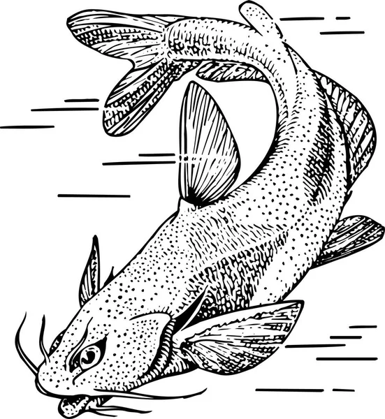 白色背景的鱼的矢量图解 黑白的 — 图库矢量图片