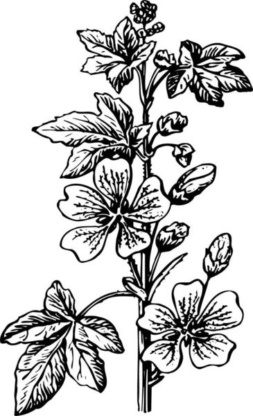 Φύλλα Φορέων Και Λουλούδια Χέρι Μελάνι Σχεδιάζεται Εικόνα — Διανυσματικό Αρχείο