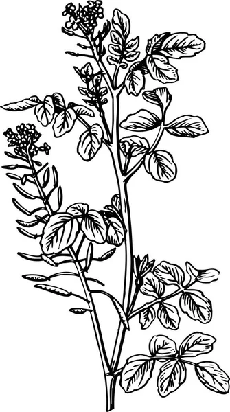 Dessin Vectoriel Noir Blanc Plante — Image vectorielle