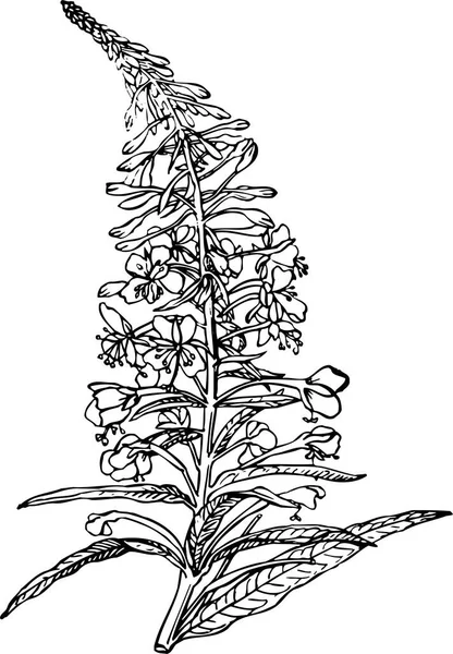 Векторный Рисунок Растения — стоковый вектор