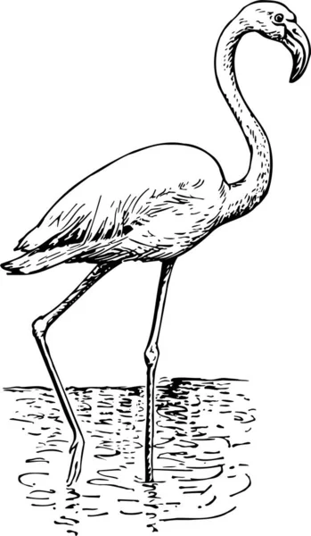 Modern Vector Illustration Ostrich — Stock Vector