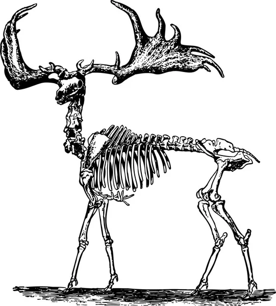 Vector Cráneo Venado Mano Ilustración Pintada Animal Negro — Vector de stock