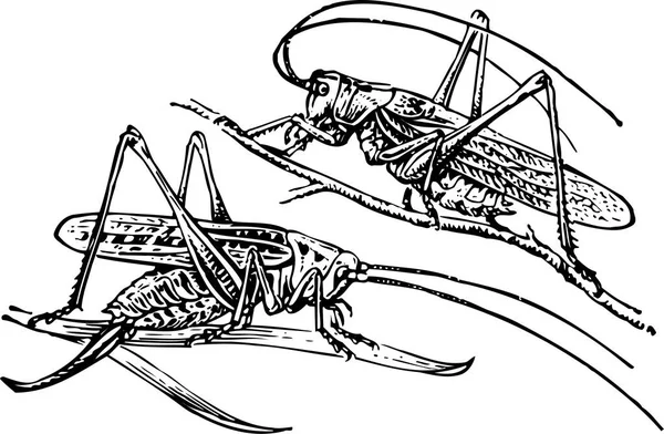 Dřevořez Ilustrace Hmyzu — Stockový vektor