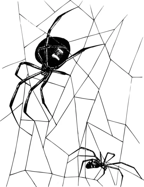 Arañas Sobre Fondo Blanco — Archivo Imágenes Vectoriales