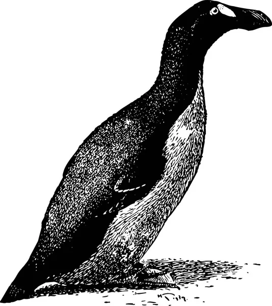 Ilustracja Ptaka Tle Wektor — Wektor stockowy