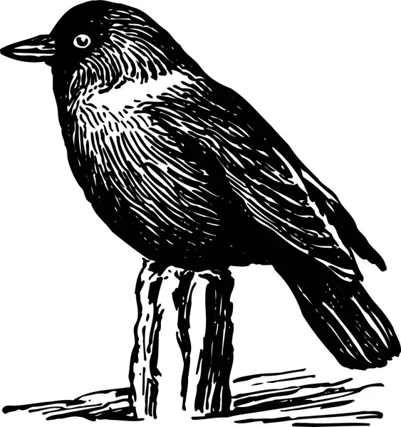 Černobílá Vektorová Ilustrace Ptáka — Stockový vektor