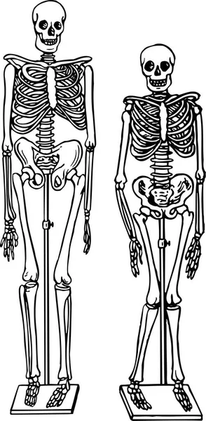 人体骨骼和骨骼 — 图库矢量图片