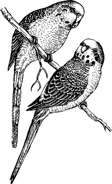 Черно Белая Векторная Иллюстрация Птицы — стоковый вектор
