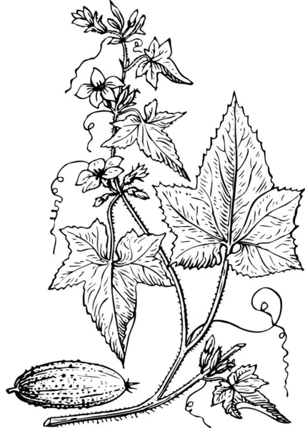 Fekete Fehér Gyönyörű Műalkotások Növények Növény Természet Vektor Illusztráció — Stock Vector