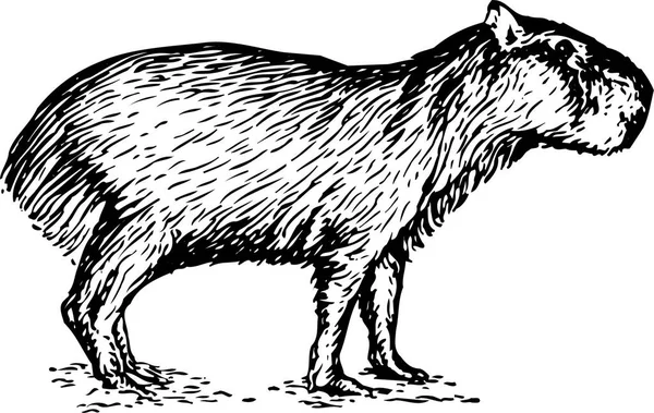 Illustration Vectorielle Noir Blanc Capybara Isolé Sur Fond Blanc — Image vectorielle