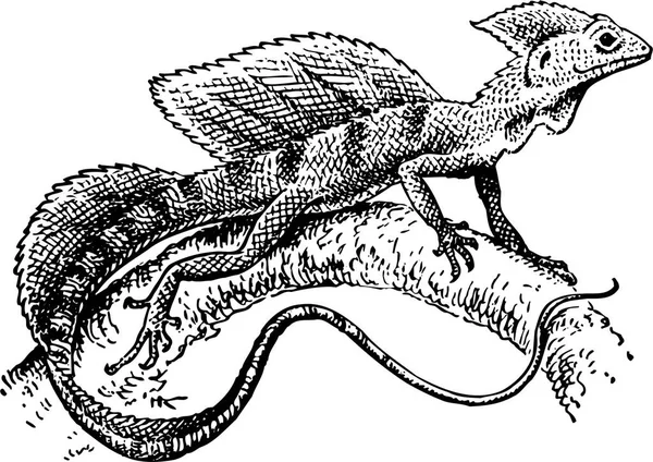 Vector Illustration Reptile — Stock Vector