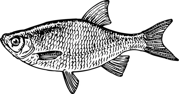 Vektorillustration Eines Fisches — Stockvektor