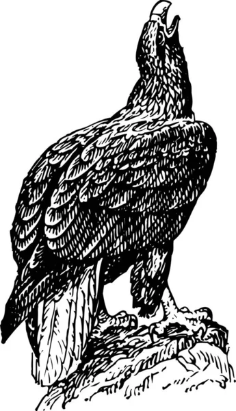 Illustrazione Vettoriale Uccello Sfondo Bianco — Vettoriale Stock
