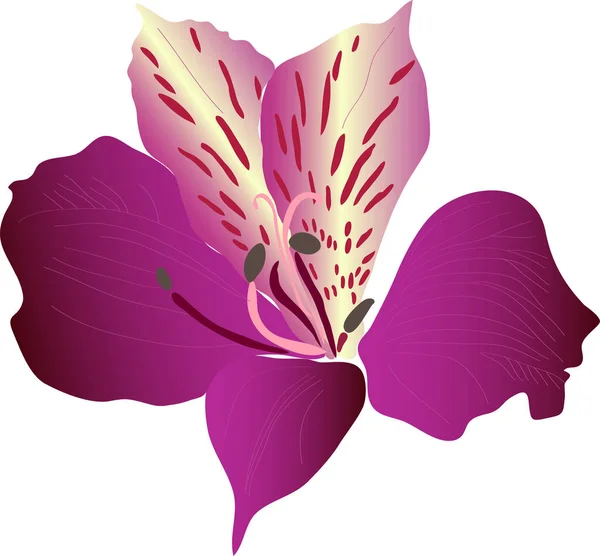 Paarse Orchidee Bloem Vector Illustratie — Stockvector