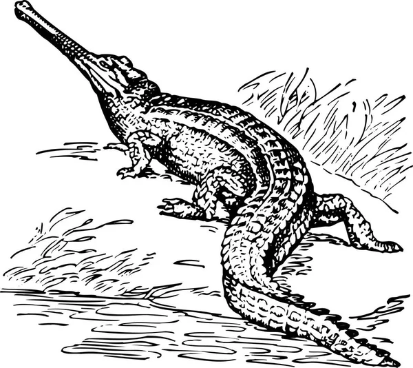 Крокодил Открытым Ртом Показывающий Зубы Другие Винтажные Линии Рисунок Гравировка — стоковый вектор