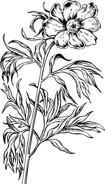 Desenho Vetorial Uma Flor Com Caule Folhas Botões Sobre Fundo — Vetor de Stock