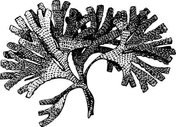 Векторная Иллюстрация Листьев Вручную — стоковый вектор