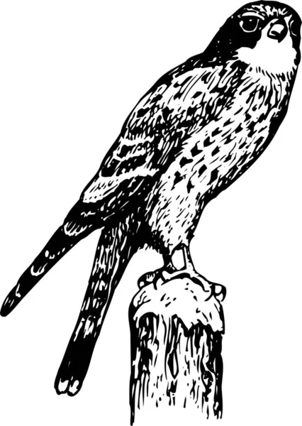 Černobílá Vektorová Ilustrace Ptáka — Stockový vektor