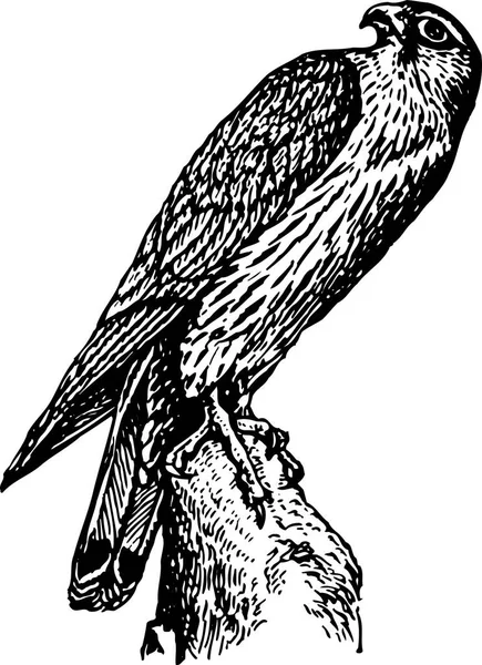 Schwarz Weiße Illustration Eines Falken Vektor — Stockvektor