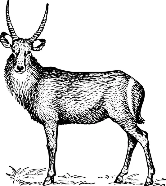 Illustration Eines Schwarz Weißen Hirsches — Stockvektor
