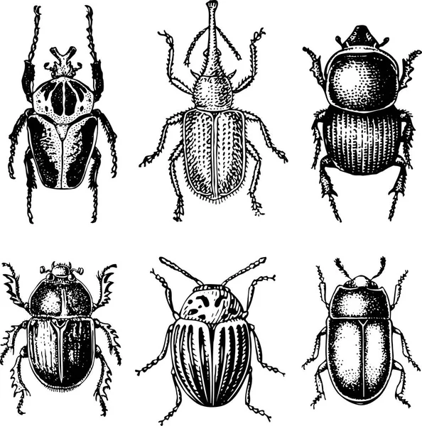 Conjunto Diferentes Insectos Ilustración Vectorial — Archivo Imágenes Vectoriales