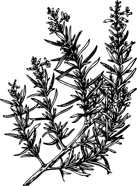 Векторная Иллюстрация Черно Белого Рисунка Ветвей Растений — стоковый вектор