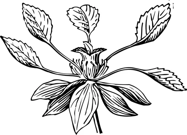 Desenho Manual Flores Plantas —  Vetores de Stock