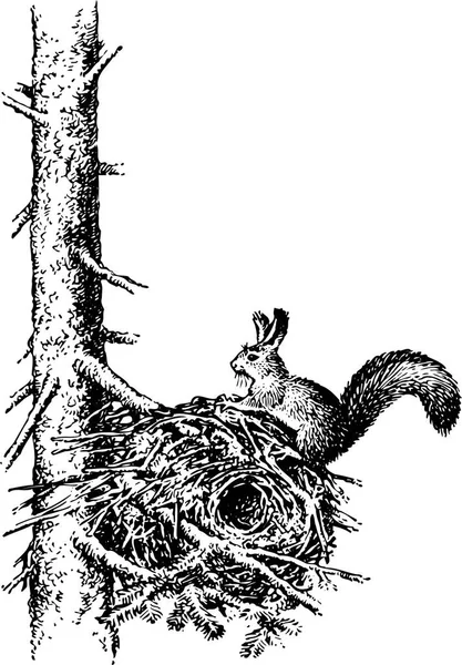 Zwart Wit Vector Illustratie Van Eekhoorn Nest Geïsoleerd Witte Achtergrond — Stockvector