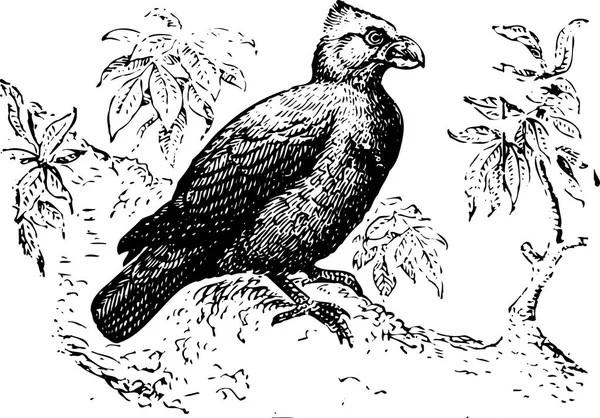Illustration Image Noir Blanc Oiseau — Image vectorielle
