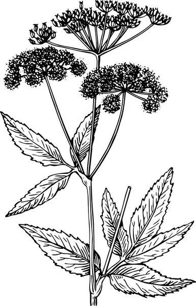 Μαύρο Και Άσπρο Όμορφο Έργο Τέχνης Των Φυτών Της Χλωρίδας — Διανυσματικό Αρχείο