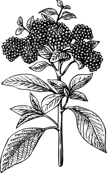 Black White Beautiful Artwork Plants Flora Nature Vector Illustration — Stock Vector